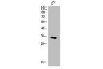 Western Blot analysis of COS7 cells using Cyclin D3 Polyclonal Antibody