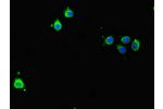 Immunofluorescent analysis of HeLa cells using CSB-PA07249A0Rb at a dilution of 1:100 and Alexa Fluor 488-congugated AffiniPure Goat Anti-Rabbit IgG(H+L)