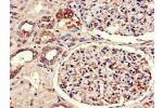 Immunohistochemistry of paraffin-embedded human kidney tissue using CSB-PA07269A0Rb at dilution of 1:100