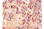 Immunohistochemistry of paraffin-embedded human placenta tissue using CSB-PA07539A0Rb at dilution of 1:100