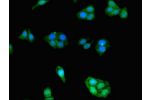 Immunofluorescent analysis of HepG2 cells using CSB-PA07599A0Rb at a dilution of 1:100 and Alexa Fluor 488-congugated AffiniPure Goat Anti-Rabbit IgG(H+L)
