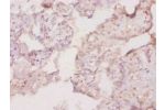 Immunohistochemistry of paraffin-embedded human placenta using CSB-PA07779A0Rb at dilution of 1:20