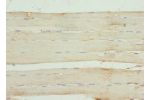 Immunohistochemistry of paraffin-embedded human skeletal muscle tissue using CSB-PA07937A0Rb at dilution 1:100