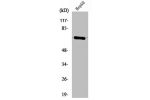 Western Blot analysis of HepG2 cells using Cdc25A Polyclonal Antibody