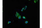 Immunofluorescent analysis of HepG2 cells using CSB-PA08009A0Rb at a dilution of 1:100 and Alexa Fluor 488-congugated AffiniPure Goat Anti-Rabbit IgG(H+L)