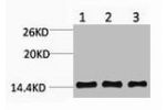 Western blot analysis of 1) Hela, 2) Raw264.7, 3) Rat Testis Tissue, diluted at 1:1000.