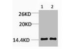 Western blot analysis of 1) Hela, 2) Rat Testis Tissue, diluted at 1:1000.
