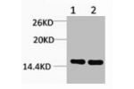 Western blot analysis of 1) Hela, 2) 3T3, diluted at 1:1000.