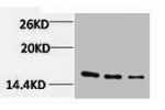 Western blot analysis of 1) Hela, 2) 3T3, 3) Rat Liver Tissue, diluted at 1:1000.