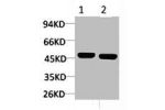 Western blot analysis of 1) Mouse Brain, 2) Rat Brain, diluted at 1:2000.
