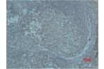 Immunohistochemical analysis of paraffin-embedded human Tonsil Tissue using HIF-1