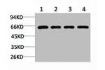 Western blot analysis of 1) Jurkat, 2) 293T, 3) C2C12, 4) Rat Kidney using Beclin-1 Polyclonal Antibody.