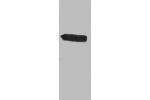 Western blot analysis of Recombinant BD protein using GAL4 DNA Binding Domain Polyclonal Antibody.
