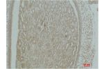 Immunohistochemical analysis of paraffin-embedded Mouse KidneyTissue using Actinin-a1 Polyclonal Antibody.
