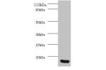 All lanes: Interleukin-8 antibody at 2ug/ml+293T whole cell lysate<br />
Secondary<br />
Goat polyclonal to rabbit at 1/10000 dilution<br />
Predicted band size: 11kDa<br />
Observed band size: 11kDa<br />