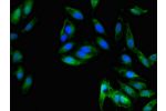 Immunofluorescent analysis of Hela cells using CSB-PA08329A0Rb at a dilution of 1:100 and Alexa Fluor 488-congugated AffiniPure Goat Anti-Rabbit IgG(H+L)