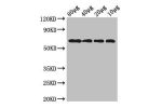 Western Blot<br />
Positive WB detected in:Rosseta bacteria lysate at 80