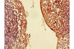 Immunohistochemistry of paraffin-embedded human tonsil tissue using CSB-PA08999A0Rb at dilution of 1:100