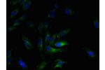 Immunofluorescent analysis of Hela cells using CSB-PA09047A0Rb at a dilution of 1:100 and Alexa Fluor 488-congugated AffiniPure Goat Anti-Rabbit IgG(H+L)