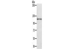 Gel: 6%SDS-PAGE, Lysate: 40 
