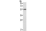 Gel: 8%SDS-PAGE, Lysate: 60 