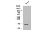 Western Blot<br />
Positive WB detected in: mouse heart<br />
All lanes: Cxcl5 antibody at 2ug/ml<br />
Secondary<br />
Goat polyclonal to rabbit IgG at 1/50000 dilution<br />
Predicted band size: 14 kDa<br />
Observed band size: 14 kDa<br />