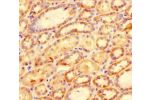 Immunohistochemistry of paraffin-embedded human kidney tissue using CSB-PA09289A0Rb at dilution of 1:100