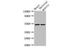 Western Blot<br />
Positive WB detected in:Mouse heart tissue,Mouse skeletal muscle tissue<br />
All lanes:CD36 antibody at 2
