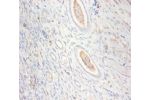 Immunohistochemistry of paraffin-embedded human kidney using CSB-PA09817A0Rb at dilution 1:100
