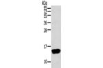 Gel: 12%SDS-PAGE,Lysate: 40 