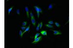 Immunofluorescent analysis of Hela cells using CSB-PA10009A0Rb at a dilution of 1:100 and Alexa Fluor 488-congugated AffiniPure Goat Anti-Rabbit IgG(H+L)