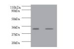 All lanes: Growth/differentiation factor 15 antibody at 2ug/ml<br />
Lane 1 : EC109 whole cell lysate<br />
Lane 2 : 293T whole cell lysate<br />
Secondary<br />
Goat polyclonal to rabbit IgG at 1/10000 dilution<br />
Predicted band size: 34kDa<br />
Obse