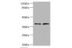 All lanes: Decorin antibody at 2ug/ml<br />
Lane 1:mouse heart tissue<br />
Lane 2:HepG2 whole cell lysate<br />
Secondary<br />
Goat polyclonal to rabbit at 1/10000 dilution<br />
Predicted band size: 40,28,24,20,9 kDa<br />
Observed band size: 40 kDa<br