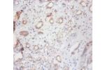 Immunohistochemistry of paraffin-embedded human kidney using CSB-PA10729A0Rb at dilution 1:100
