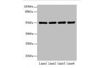 Western blot<br />
All lanes: CEACAM1 antibody at 10ug/ml<br />
Lane 1 : HT29 whole cell lysate<br />
Lane 2 : HCT116 whole cell lysate<br />
Lane 3 : COLO205 whole cell lysate<br />
Lane 4 : HepG-2 whole cell lysate<br />
Secondary<br />
Goat polyclonal 