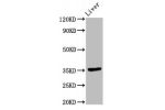 Western Blot<br />
Positive WB detected in:Rat liver tissue<br />
All lanes:EPCAM antibody at 9.6