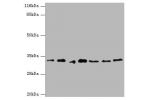 Western blot<br />
All lanes:AZGP1 antibody at 4ug/ml<br />
Lane 1:PC-3 whole cell lysate<br />
Lane 2:MCF-7 whole cell lysate<br />
Lane 3:LO2 whole cell lysate<br />
Lane 4:293T whole cell lysate<br />
Lane 5:Hela whole cell lysate<br />
Lane 6:HepG2 wh