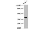 Western Blot<br />
Positive WB detected in:Rat liver tissue<br />
All lanes:APOH antibody at 3.2