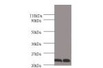 Western blot<br />
All lanes: Chorionic somatomammotropin hormone antibody at 2ug/ml<br />
Lane 1 : A549 whole cell lysate<br />
Lane 2 : u251 whole cell lysate<br />
Secondary<br />
Goat polyclonal to Rabbit IgG at 1/15000 dilution<br />
Predicted band s