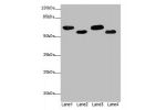 Western blot<br />
All lanes: Estrogen receptor antibody at 7ug/ml<br />
Lane 1 : Hela whole cell lysate<br />
Lane 2 : MCF7 whole cell lysate<br />
Lane 3 : Rat brain tissue<br />
Lane 4 : Colo320 whole cell lysate<br />
Secondary<br />
Goat polyclonal t