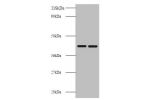 All lanes: Basigin antibody at 2ug/ml<br />
Lane 1 : EC109 whole cell lysate<br />
Lane 2 : 293T whole cell lysate<br />
Secondary<br />
Goat polyclonal to Rabbit IgG at 1/10000 dilution<br />
Predicted band size: 43,30,20,23 kDa<br />
Observed band size: