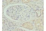 Immunohistochemistry of paraffin-embedded human kidney tissue using CSB-PA11834A0Rb at dilution 1:100