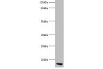 Western blot<br />
All lanes: Apolipoprotein C-III antibody at 2ug/ml+rat liver tissue<br />
Secondary<br />
Goat polyclonal to Rabbit lgG at 1/15000 dilution<br />
Predicted band size: 11kDa<br />
Observed band size: 11kDa<br />