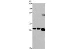 Gel: 8%SDS-PAGE,Lysate: 40 