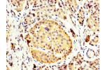 IHC image of CSB-PA12619A0Rb diluted at 1:400 and staining in paraffin-embedded human pancreatic tissue performed on a Leica BondTM system. After dewaxing and hydration, antigen retrieval was mediated by high pressure in a citrate buffer (pH 6.0). Section