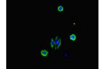 Immunofluorescent analysis of HepG2 cells using CSB-PA12709A0Rb at a dilution of 1:100 and Alexa Fluor 488-congugated AffiniPure Goat Anti-Rabbit IgG(H+L)