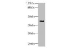 Western blot<br />
All lanes: ACTG2 antibody at 3ug/ml+CEM whole cell lysate<br />
Goat polyclonal to rabbit at 1/10000 dilution<br />
Predicted band size: 42,38 kDa<br />
Observed band size: 42 kDa<br />