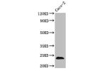Western Blot<br />
Positive WB detected in:Caco-2 whole cell lysate<br />
All lanes:CLDN3 antibody at 3.5