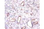 Immunohistochemistry of paraffin-embeded human kidney using CSB-CSB-PA13169A0Rb at dilution of 1:100