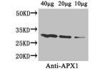 Western Blot<br />
Positive WB detected in: Arabidopsis thaliana (40
